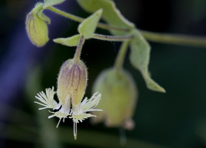 Silene Campanula 2744.jpg